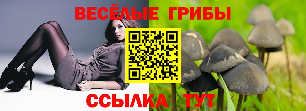 Галлюциногенные грибы Psilocybine cubensis Санкт-Петербург